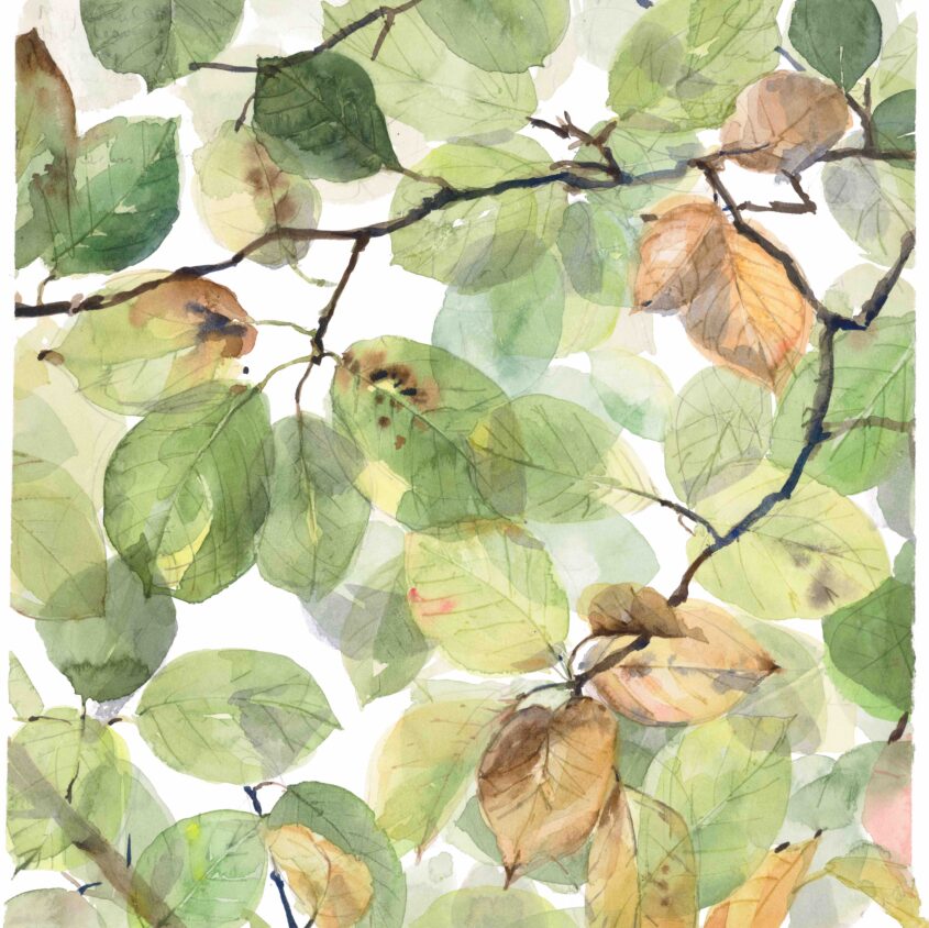 Canopy of magnolia leaves by Emma Chambers, Watercolour