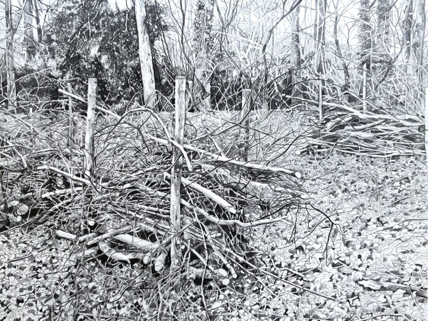 Deer Baskets in the Gobions by Caroline Matthews, Graphite on paper