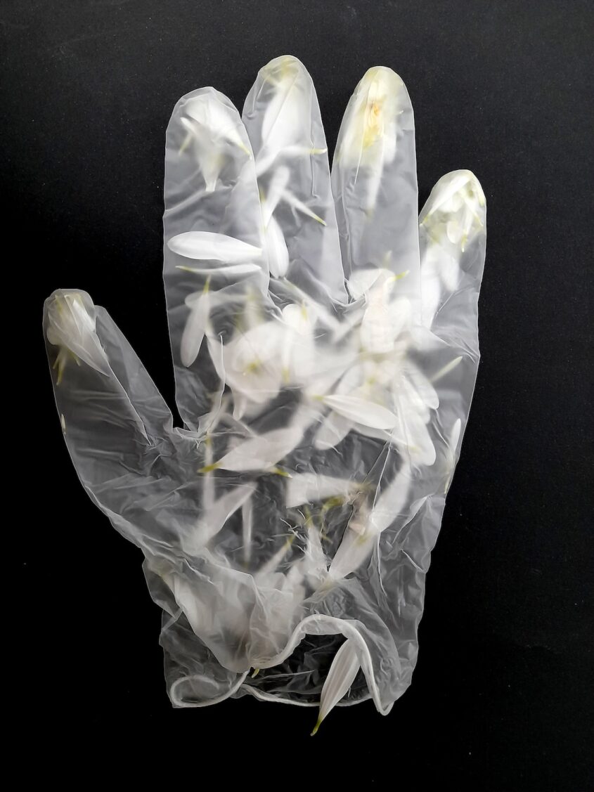 Care Worn (Pass) by Sarah D’Souza, Vinyl glove, chrysanthemum petals